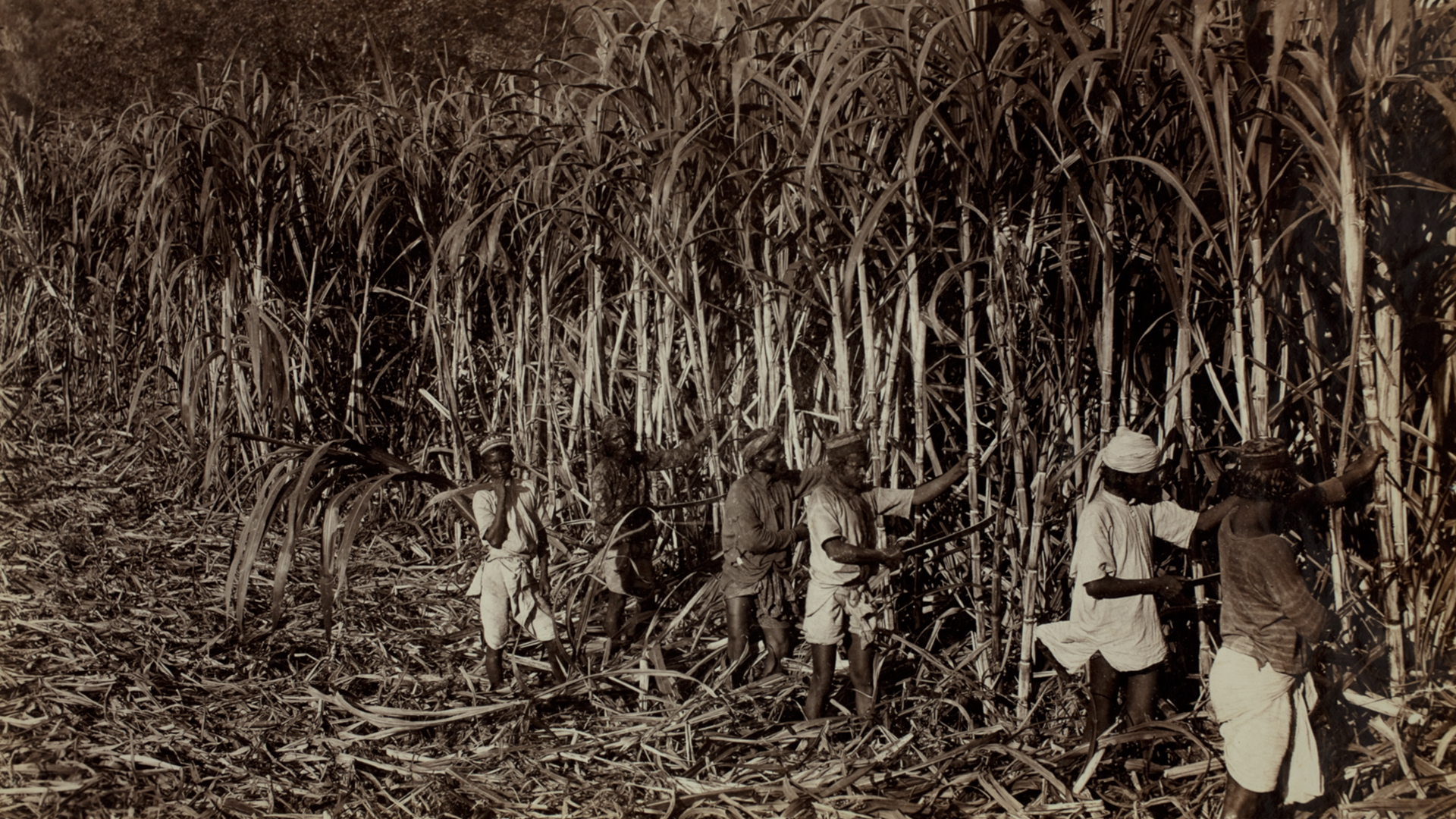 <p>Imperially displaced, landless farmers from British India are shipped to Natal Colony to work on the sugar plantations. Their descendants comprise a large proportion of today&rsquo;s South African Indian community.</p>
